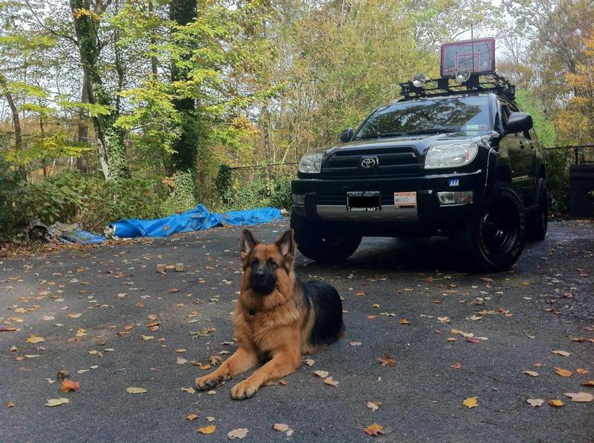 54404d1323616981-show-off-your-dog-ultimate-4runner-dog-thread-bear-truck.jpg