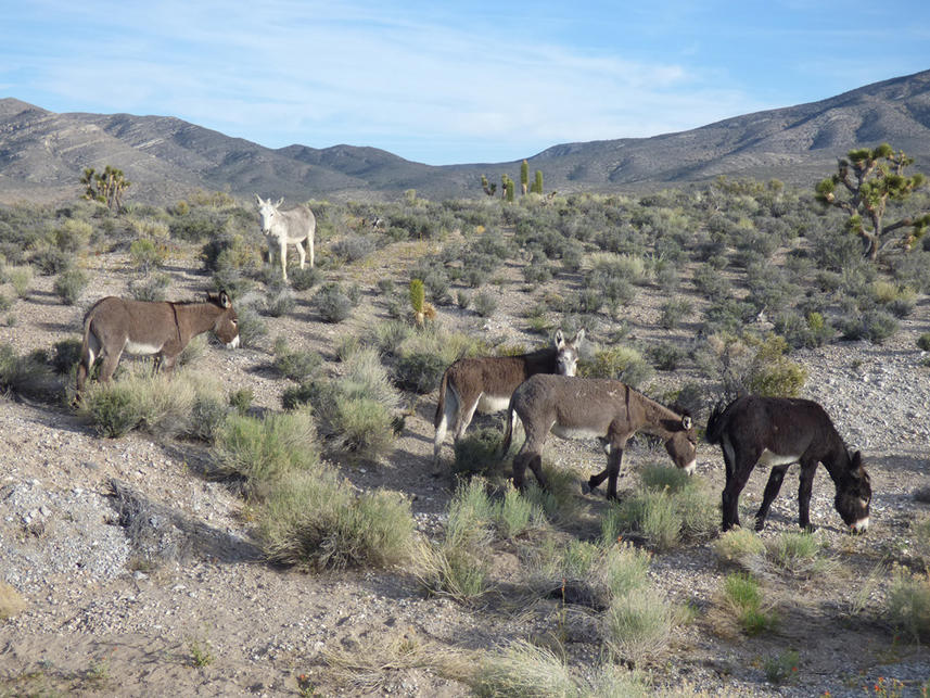 155761d1430442954-vegas-crew-roll-call-wild-mules.jpg