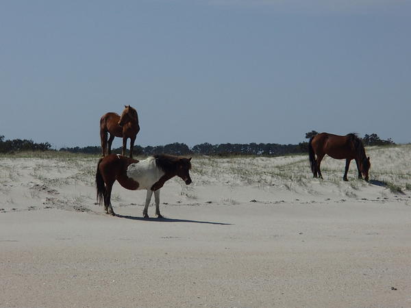 blue+hwy-albums-assateague-picture26029-locals.jpg