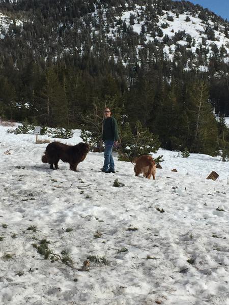 k9+haulr-albums-trips++adventures++frosty++4runner-picture48900-dogs-up-mt-rose-check-out-snow.jpg