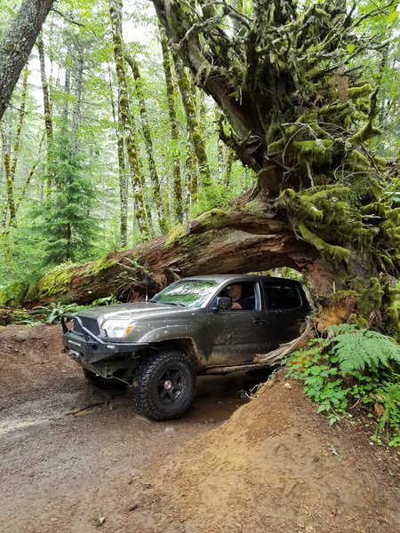 rogueyota-albums-squatch+wagon-picture43271-img-4237.jpg