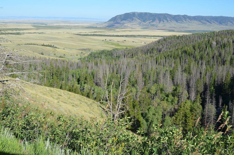 Little Wyoming fun.-medicine-bow7-jpg