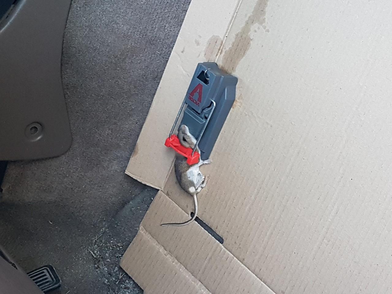 HVAC Entry Location ? ( Mouse Related )-t4r-mouse-jpg