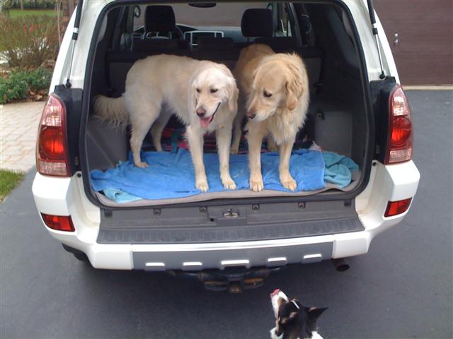 I have 2 labs, 75 pounds...i wanna 4runner....comments please on cargo space...-img_0098-small-jpg