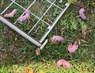 6 Baby Squirrels in Blower Motor-49daf34c-3f26-44d1-943b-18a4fb27e448-jpeg