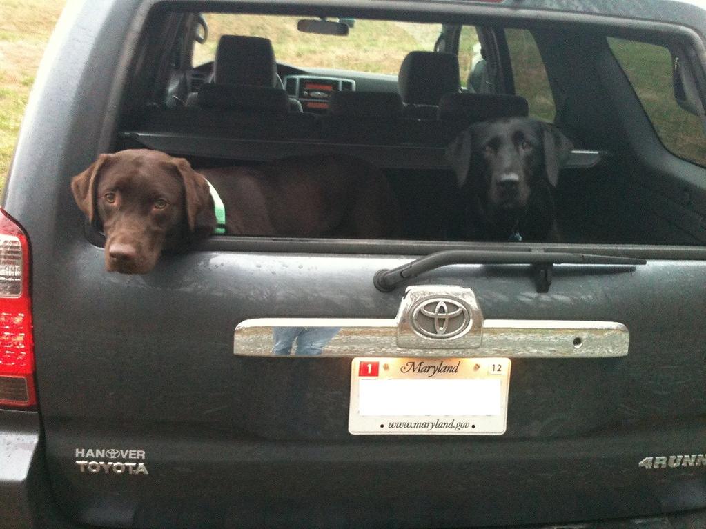 I have 2 labs, 75 pounds...i wanna 4runner....comments please on cargo space...-img_0004r-jpg