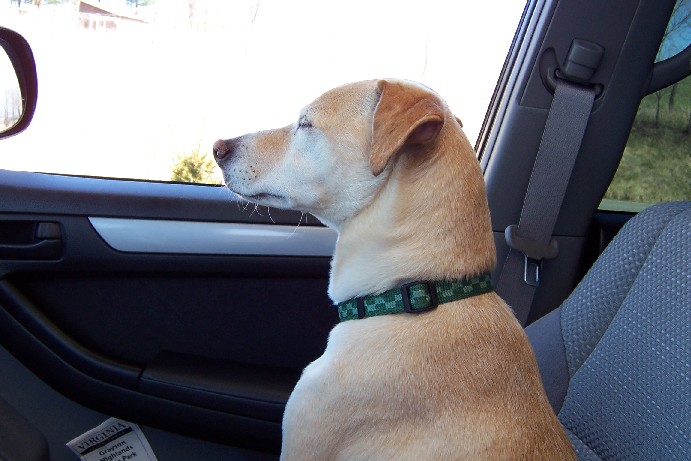 4th gen 4Runner's front passenger seat: Have you sat in it for long peroids?-dog-seat-jpg