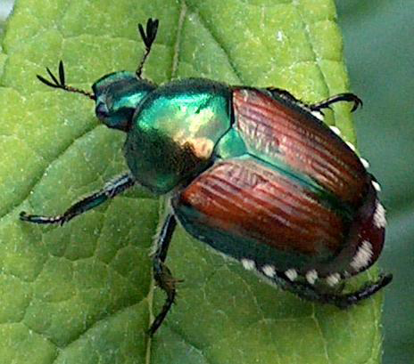 British Racing Green. How would it look?-beetle-japanese-beetle-popillia-japonica-mo-06-jpg