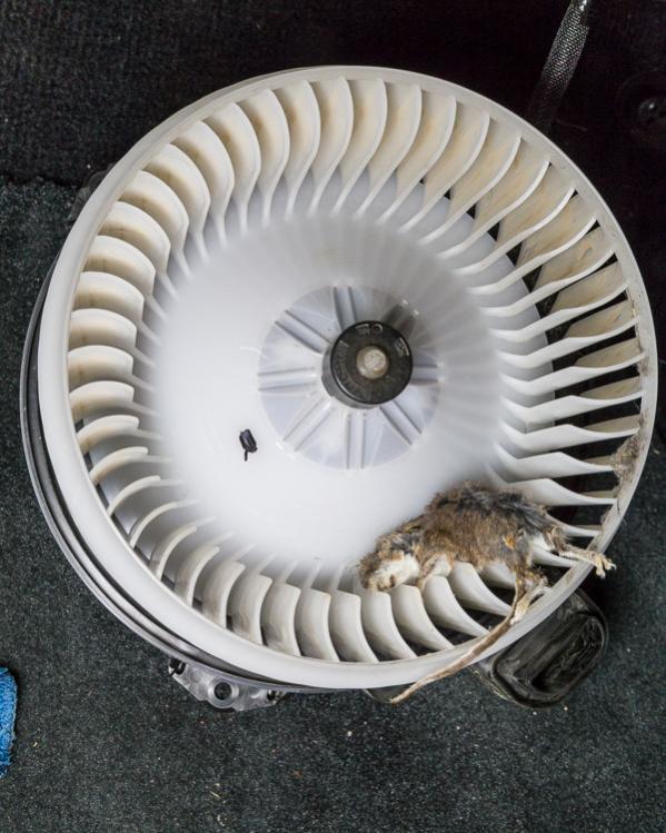Cabin air filter...what do you make of this??-170810_mouse_001-jpg
