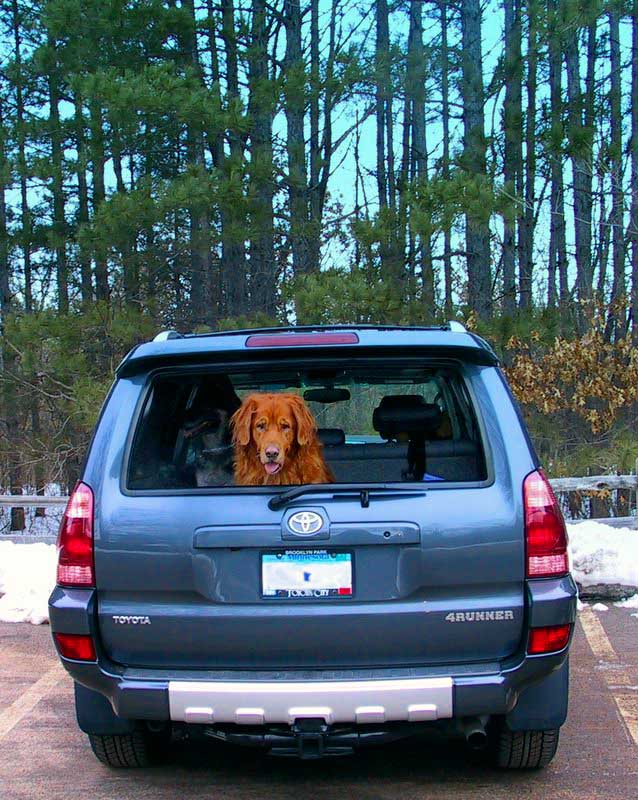 Show off your Dog, Ultimate 4Runner Dog thread-sid-simba2-jpg