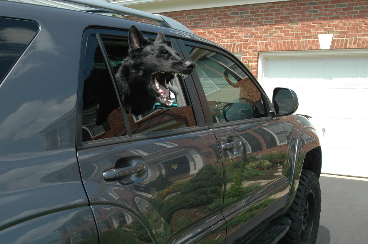Show off your Dog, Ultimate 4Runner Dog thread-ccc-jpg