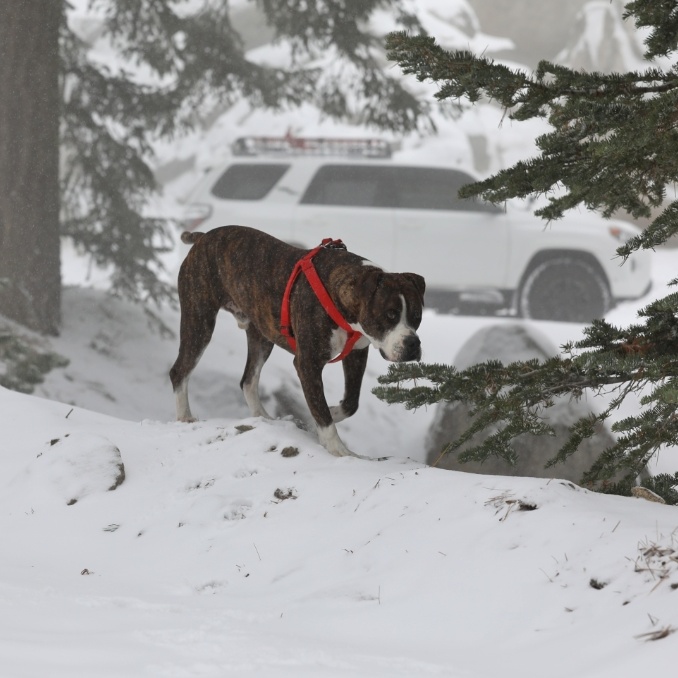 Show off your Dog, Ultimate 4Runner Dog thread-snowdog-jpeg
