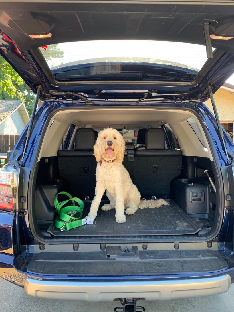 Show off your Dog, Ultimate 4Runner Dog thread-img_0501-jpg