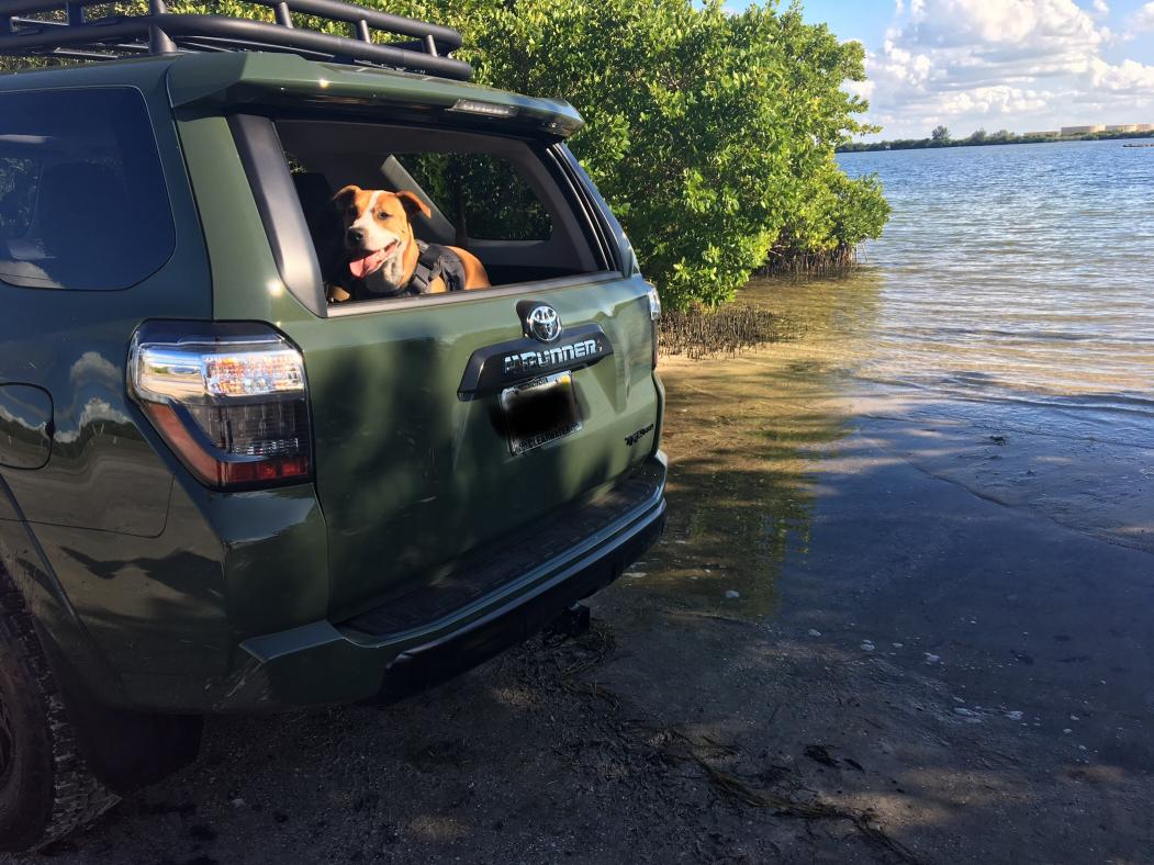 Show off your Dog, Ultimate 4Runner Dog thread-img-2403-jpg