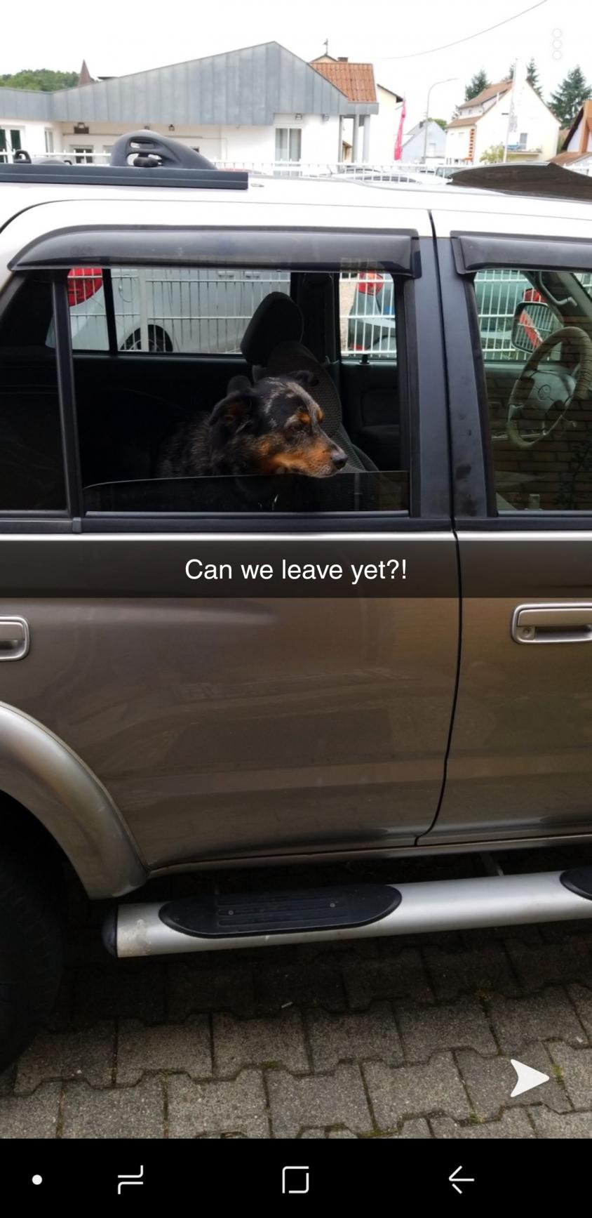 Show off your Dog, Ultimate 4Runner Dog thread-screenshot_20200216-063539_snapchat-jpg