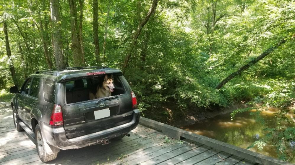 Show off your Dog, Ultimate 4Runner Dog thread-20210705_144528-no-plate-jpg