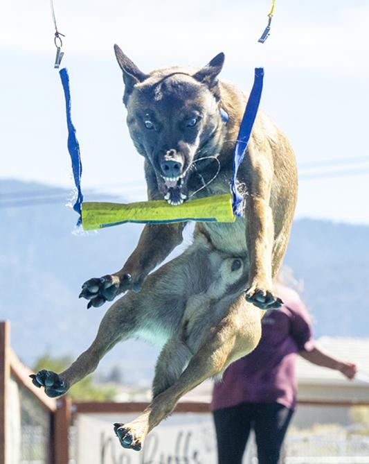 Show off your Dog, Ultimate 4Runner Dog thread-_slg4380-jpg