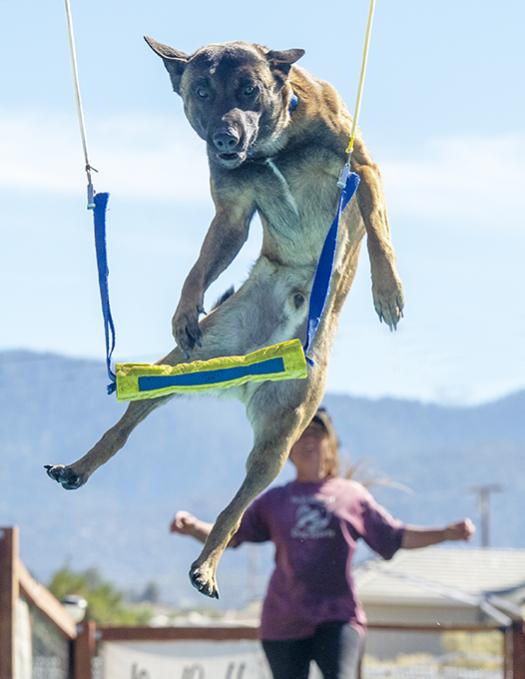 Show off your Dog, Ultimate 4Runner Dog thread-_slg4379-jpg