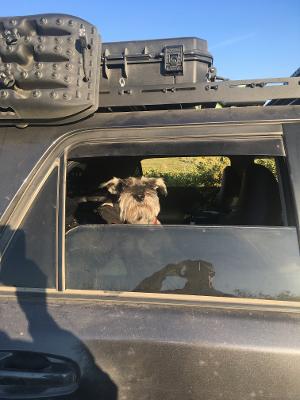 Show off your Dog, Ultimate 4Runner Dog thread-rocket-sauce-jpg