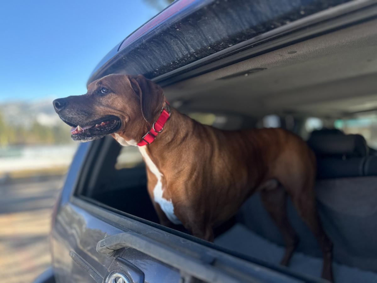 Show off your Dog, Ultimate 4Runner Dog thread-977d6c32-6d23-4832-836e-7c5b238f75a2-jpg