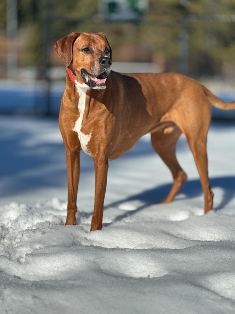 Show off your Dog, Ultimate 4Runner Dog thread-f1b1cada-cf2f-44a1-8d93-2544fc2b2234-jpg