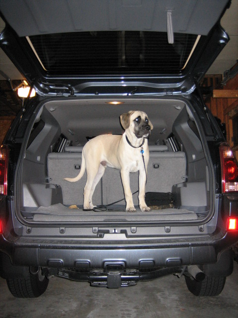 Show off your Dog, Ultimate 4Runner Dog thread-img_0808-jpg