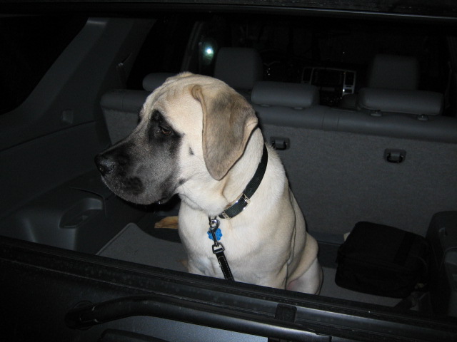 Show off your Dog, Ultimate 4Runner Dog thread-img_0812-jpg