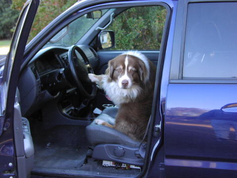 Show off your Dog, Ultimate 4Runner Dog thread-he-wishes-jpg