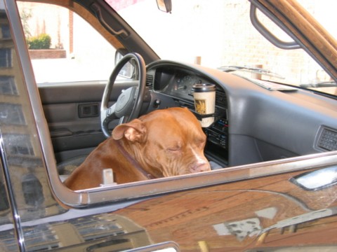 Show off your Dog, Ultimate 4Runner Dog thread-img_1329-jpg