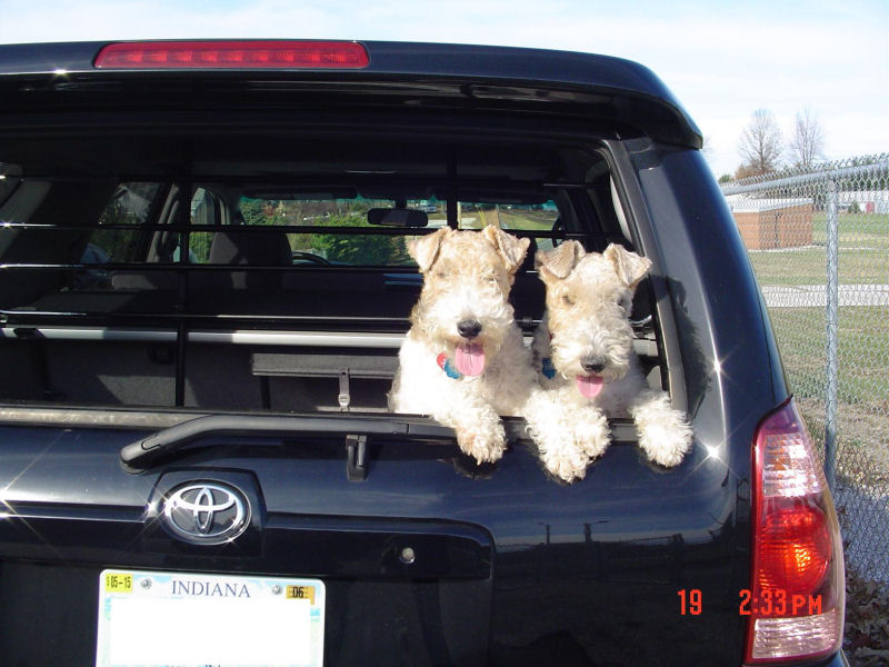 Show off your Dog, Ultimate 4Runner Dog thread-dsc01348noplate-jpg