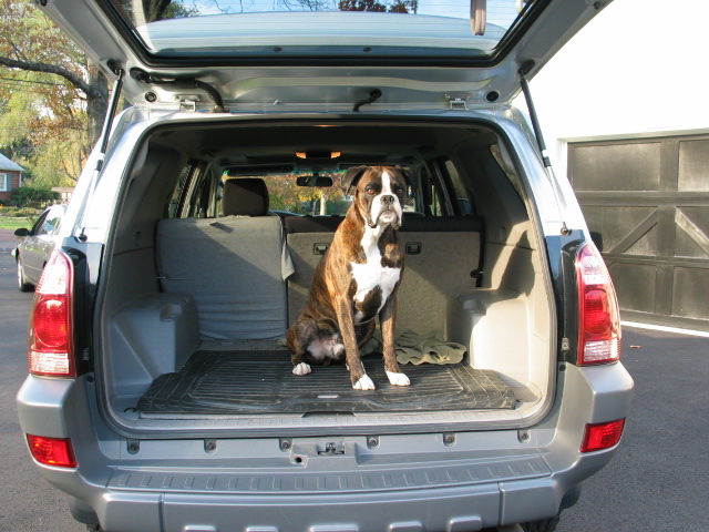 Show off your Dog, Ultimate 4Runner Dog thread-kids-truck-bike-11-05-022-jpg