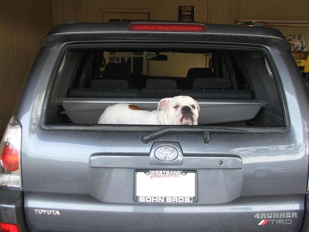 Show off your Dog, Ultimate 4Runner Dog thread-truck-002-jpg