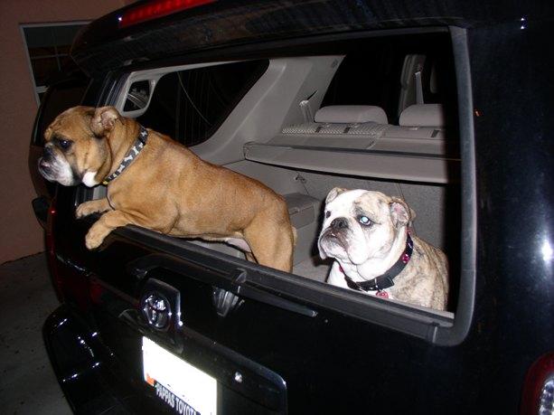 Show off your Dog, Ultimate 4Runner Dog thread-bulldogs-4runner-resize-jpg