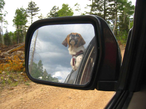 Show off your Dog, Ultimate 4Runner Dog thread-untitled-1-sm-jpg