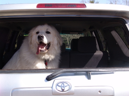 Show off your Dog, Ultimate 4Runner Dog thread-dsc06765b-jpg