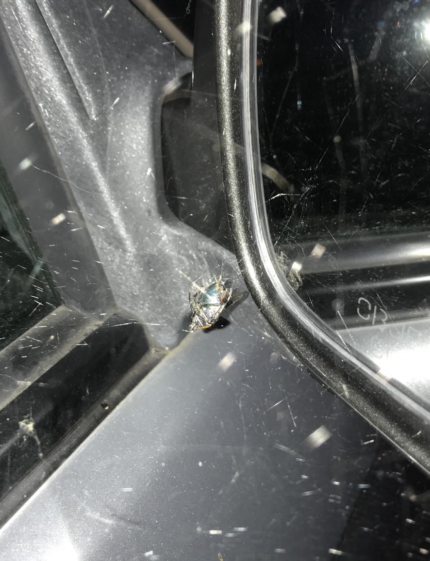 I have a spider living in my 4runner-9c50b588-d934-4e9d-9bd8-744418ae8e9f-jpg