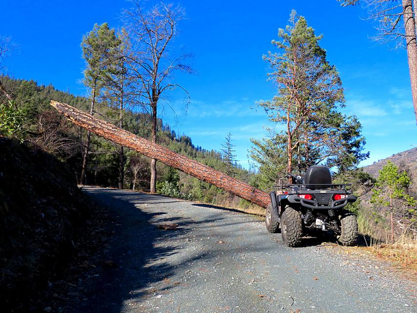 Carrying a Chainsaw-1-19-21-wind-blown-sugar-pine-near-shop-1-jpg