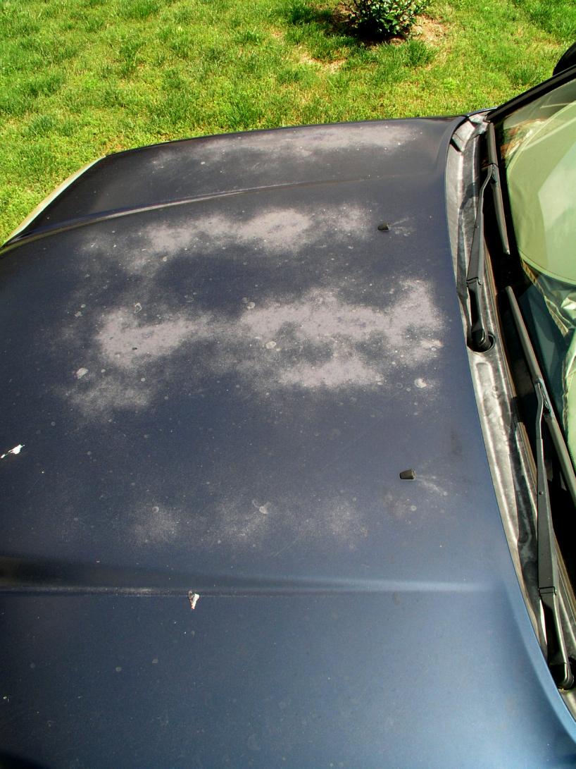 reviving oxidized clear coat-p1010124-jpg