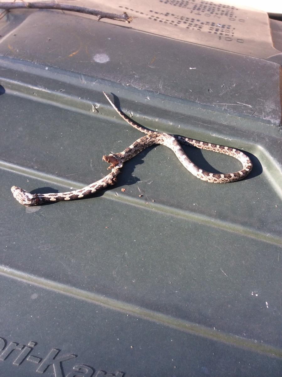 Snakes-image-jpg
