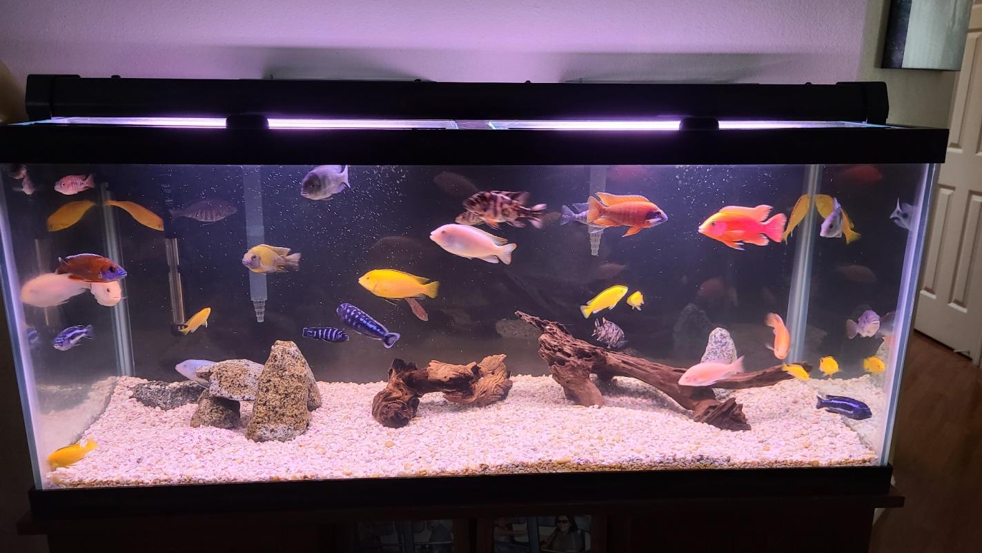 Aquariums-cichlid-tank-jpg