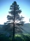 Tall Pine's Avatar