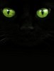 twinkie_cat's Avatar