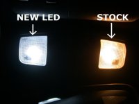 new bulbs (2).jpg