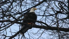 dsc_0077.jpg