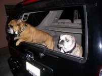 bulldogs in the 4runner resize.jpg