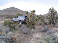 mt charleston 20050127  25 (medium).jpg