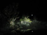 wamp springs trail  008 (medium).jpg
