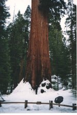 David giant sequoia.jpg