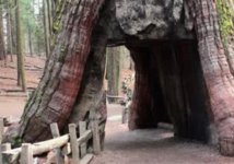 tree tunnel 1.jpg