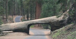 tree tunnel 2.jpg